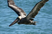 Pelikane unterhalten uns